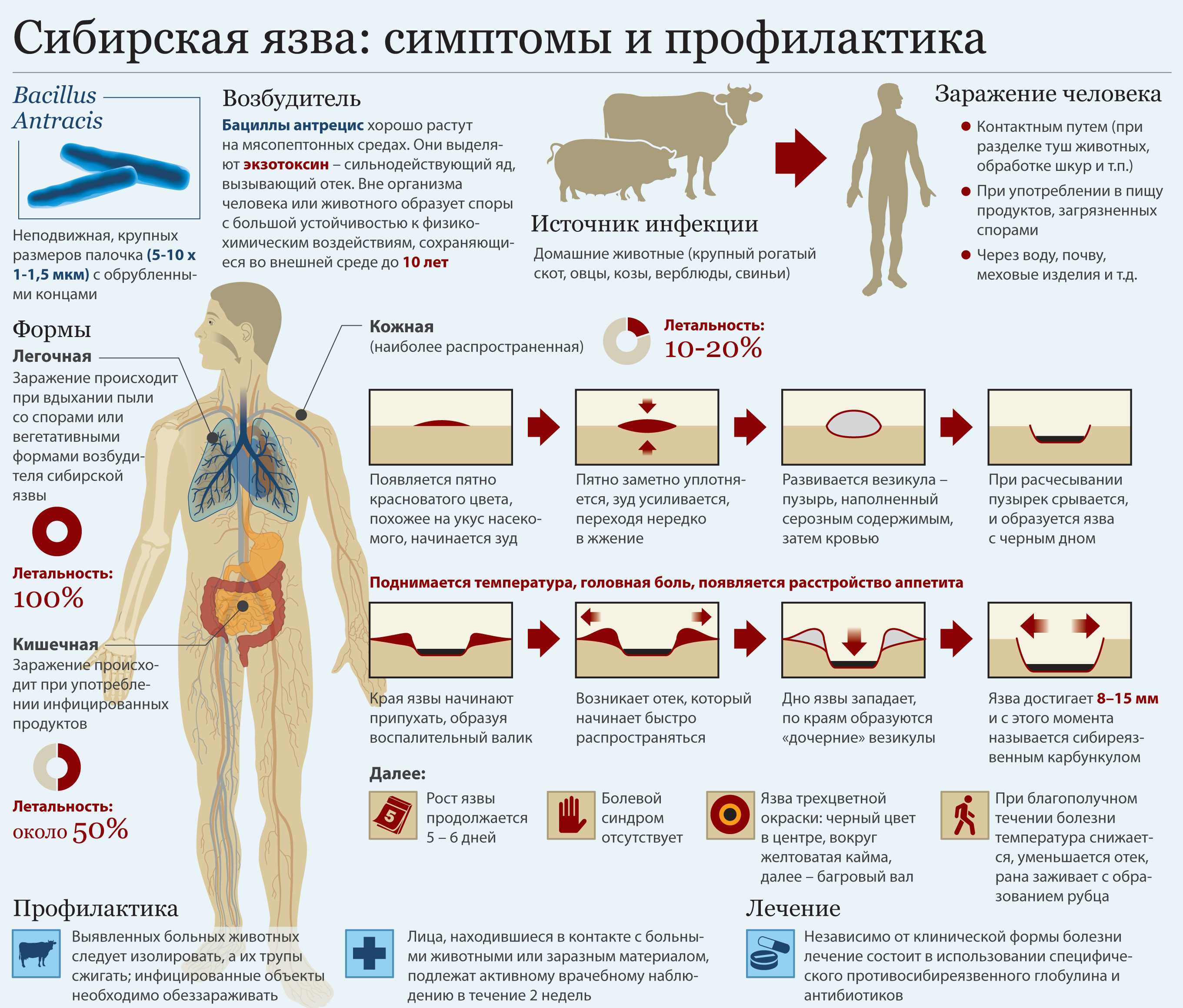 Инфекционные болезни в картинках и схемах